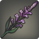 Fernleaf Lavender