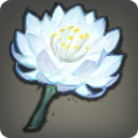 Blume eines Lunatenders