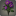 Bouquet de dahlias violets