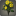 Bouquet de dahlias jaunes