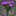 Bouquet d[@SC]œillets violets