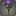 Bouquet de byregotias violettes