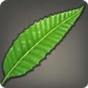 Ratanhia-Blätter