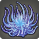 Blaue Federfall-Medusa