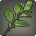 Odorous Waterweed