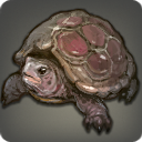 Moosmantel-Schildkröte