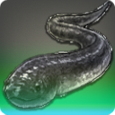 Anguille-serpent de mer