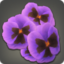 Dried Purple Viola