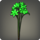 Green Triteleias