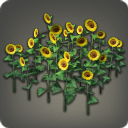 Sonnenblumen-Beet