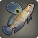 Galadion Goby