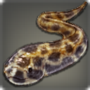 Anguille léopard