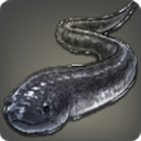 Anguille-serpent noire
