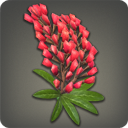 Red Lupin Corsage