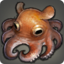 Pancake Octopus