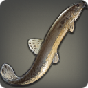 Xbr[@SC]aal Loach