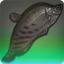 Onyx Knifefish