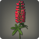 Red Lupins