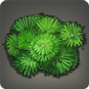 Freshwater Algae