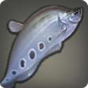 Scimitar-Fisch