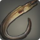Pike Eel