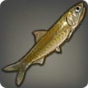 Freshwater Mudfish