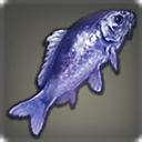 Indigo Prismfish