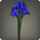 Blue Triteleias