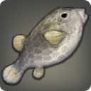 Metallic Boxfish