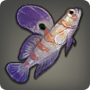 Lilac Goby