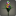Jacinthe multicolore