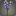 Bouquet de pois de senteur violets