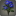 Bouquet de dahlias bleus