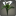 Bouquet de callas blanches