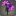 Bouquet de lys violets