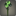 Grüne Kornblumen