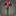 Bouquet de centaurées rouges