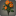 Bouquet de dahlias orange