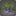 Fernöstlicher Glyzinienbaum