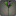 Plumerias violettes