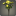 Bouquet de byregotias jaunes
