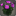 Bouquet de cosmos violets
