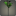 Plumerias noires
