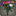 Bouquet d[@SC]œillets multicolores