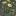 Fleurs parfumées