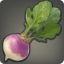 Garden Beet