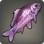 紫彩魚