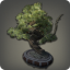 Pine Bonsai