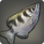 Archerfish