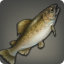 Warmwater Trout